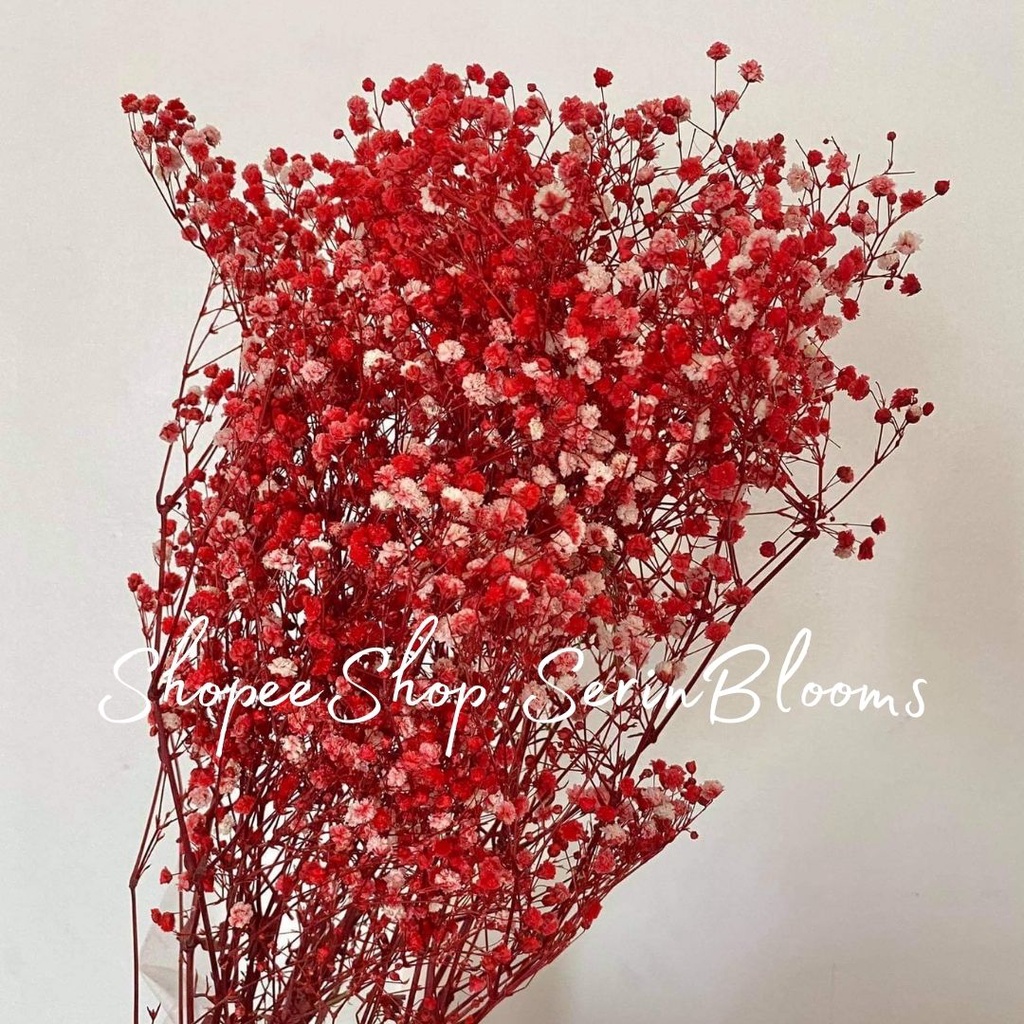 Preserved/Dried Gypsophila (baby's breath) sold per bundle | Shopee ...