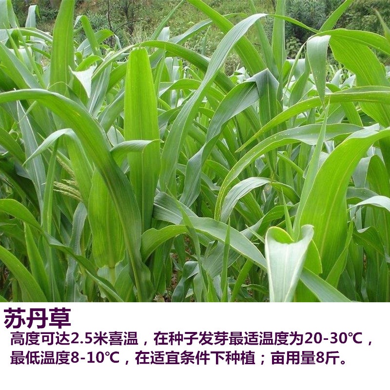 Forage Seeds Four Seasons Perennial Ryegrass Sorghum Sudanense Chicken ...