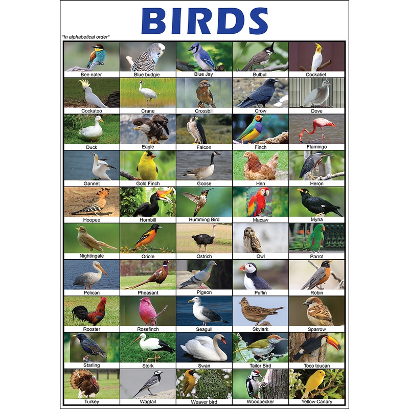 KINDS OF BIRDS (URI NG MGA IBON) EDUCATIONAL CHART FOR KIDS - A4 SIZE ...