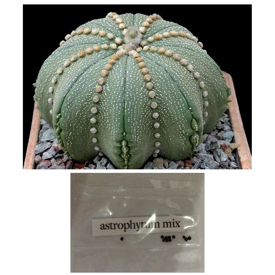 astrophytum star type lithops succulent cactus seeds | Shopee Philippines