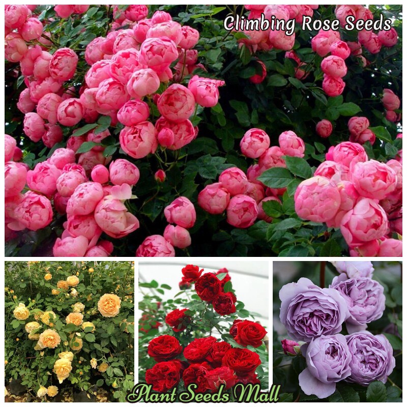Mixed Color Climbing Rose Flower Seeds For Sale Potted Plants Indoor