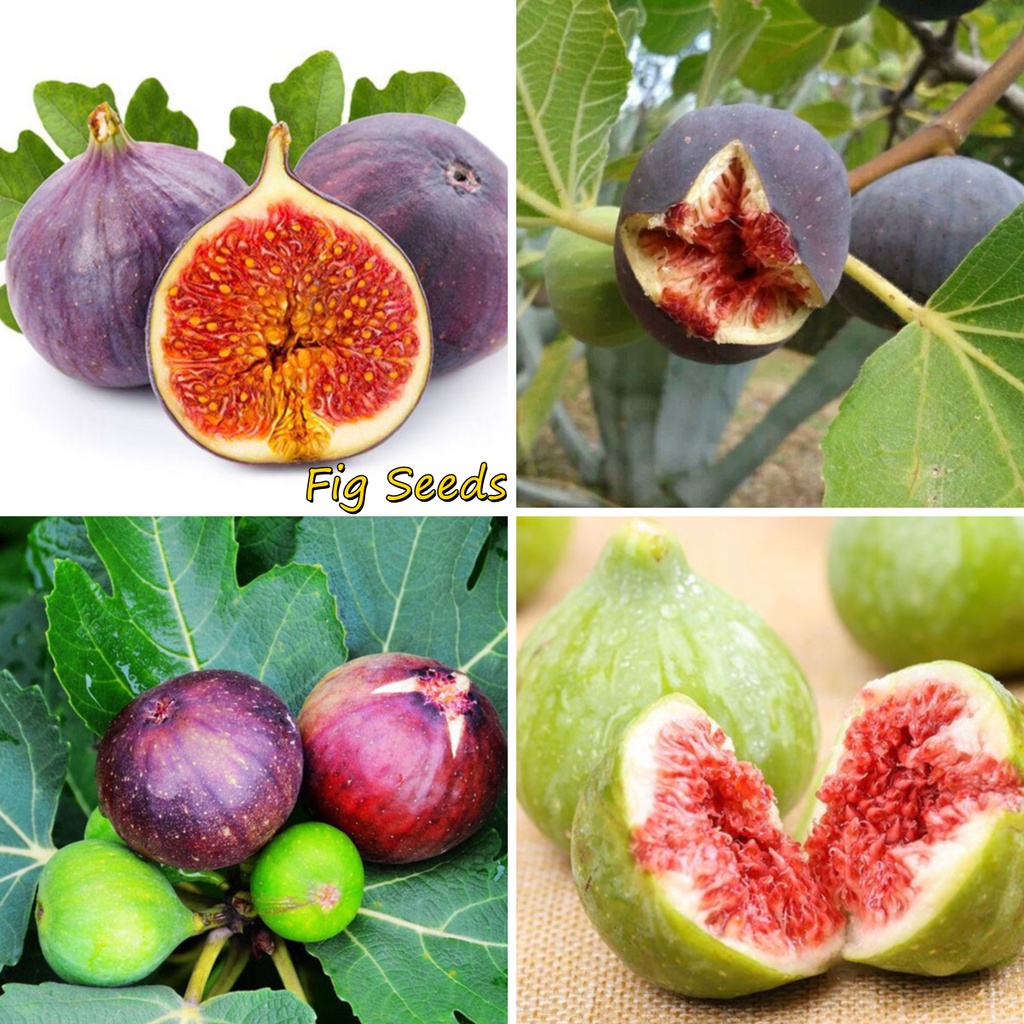 Philippines 200pcs Fig Seeds Tropical Ficus Carica Seeds Bonsai Rare ...