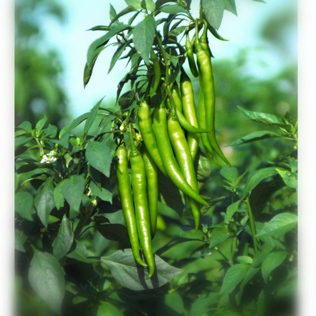 Cod Hot Peppersili Haba Aprox 10 Seeds Shopee Philippines