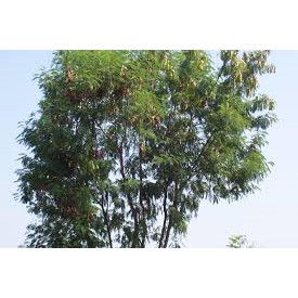 Ipil Ipil Seeds ( approx 50 seeds ) Leucaena Leucocephala | Shopee ...
