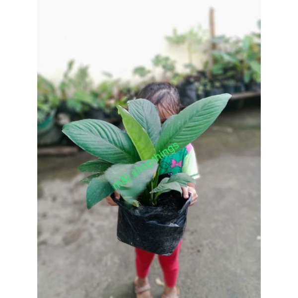 giant sensation big size LUZON AREA ONLY Shopee Philippines