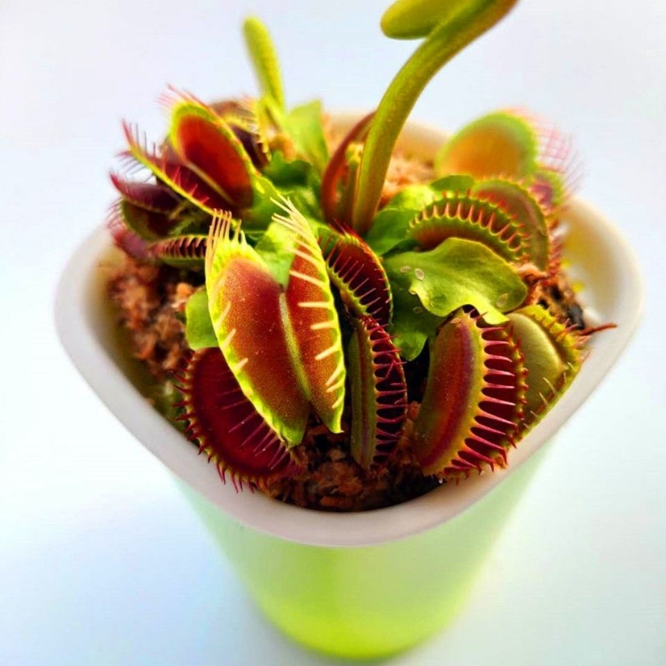 Venus flytrap potted giant insecteating flower pitcher plant mosquito