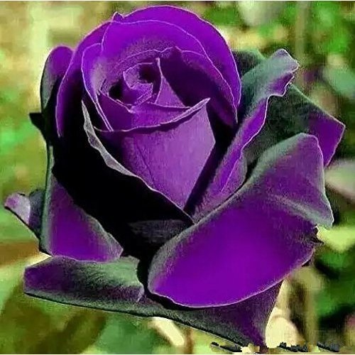 100PC Bonsai roses.Germany rare purple dragon rose seeds. Flowering ...