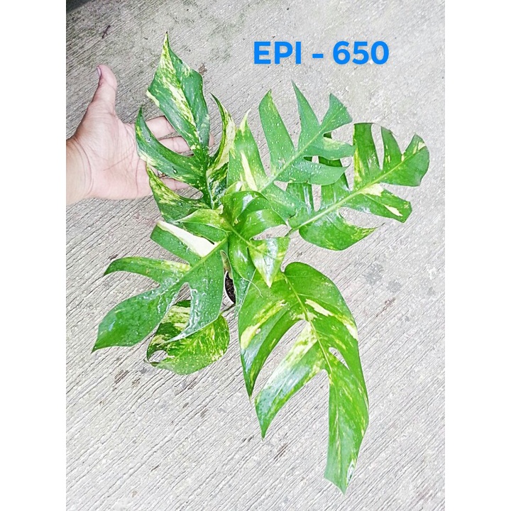 Epipremnum Pinnatum Aurea – Plant Love 4 Me