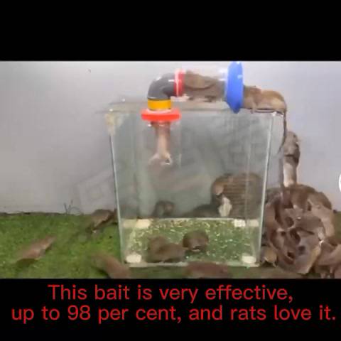 Don't die in the room rat killer poison lure that mice like to eat ...