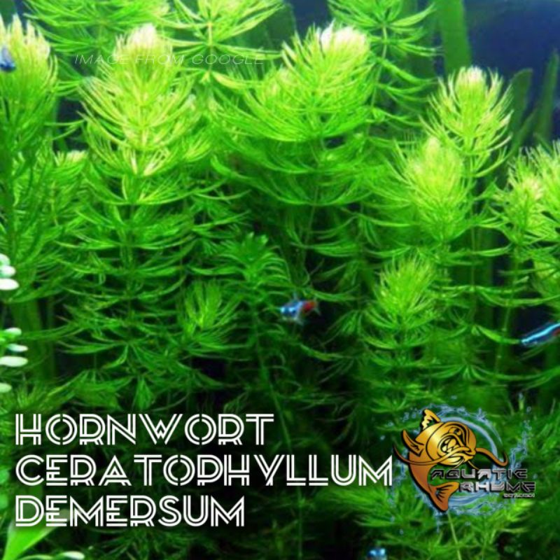 Hornwort (Ceratophyllum demersum) Aquatic Plants for Aquarium Shopee