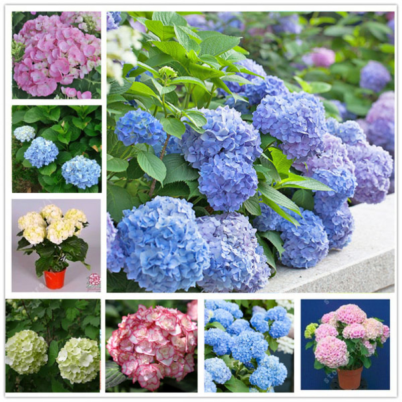 5pcs bonsai flower seed hydrangea garden plant hydrangea flower pot