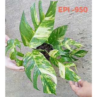 Epipremnum Pinnatum Aurea Matured form(Split leaves/Fenestration/variegated  /live plant)