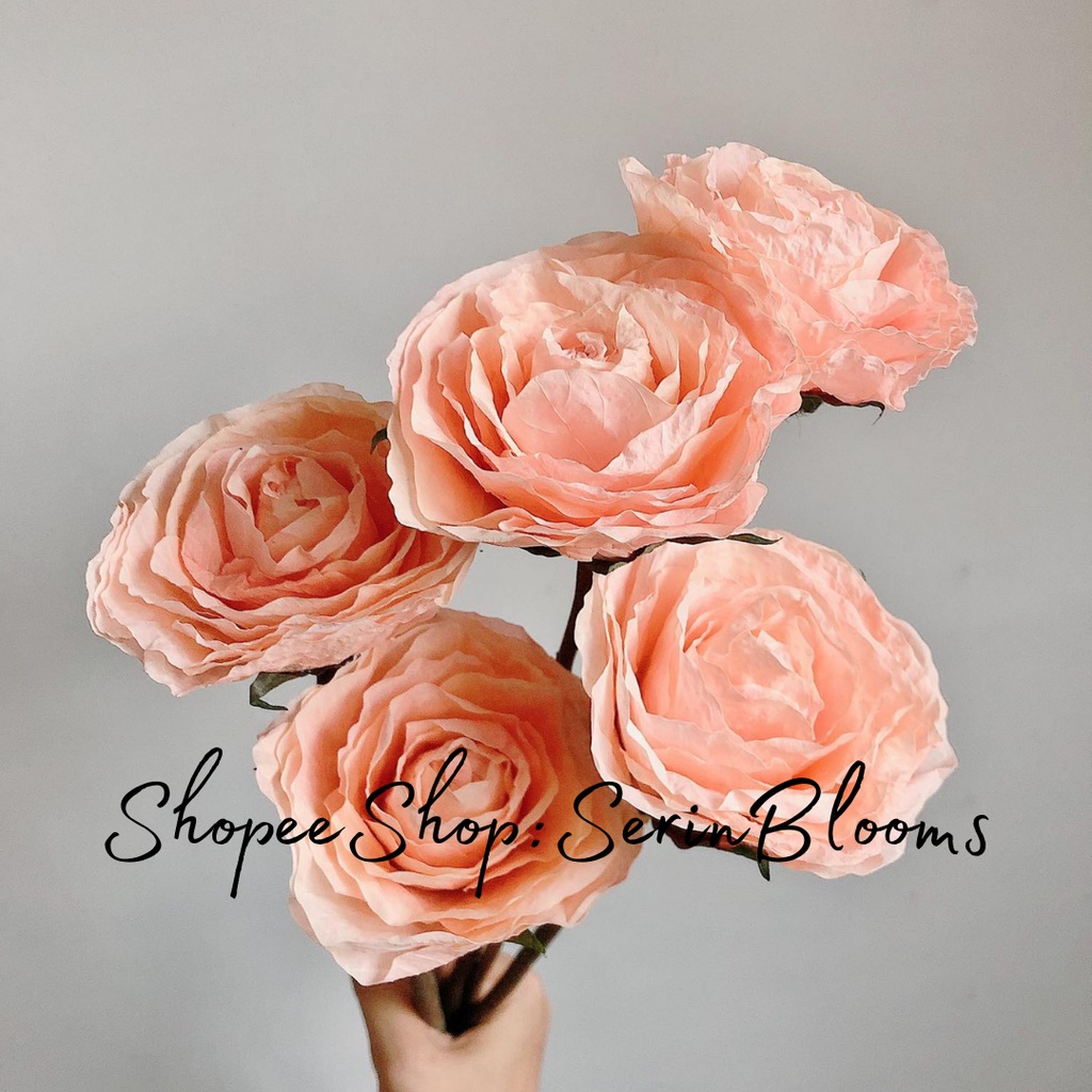 Fossilized Rose(1 stem only) | Shopee Philippines