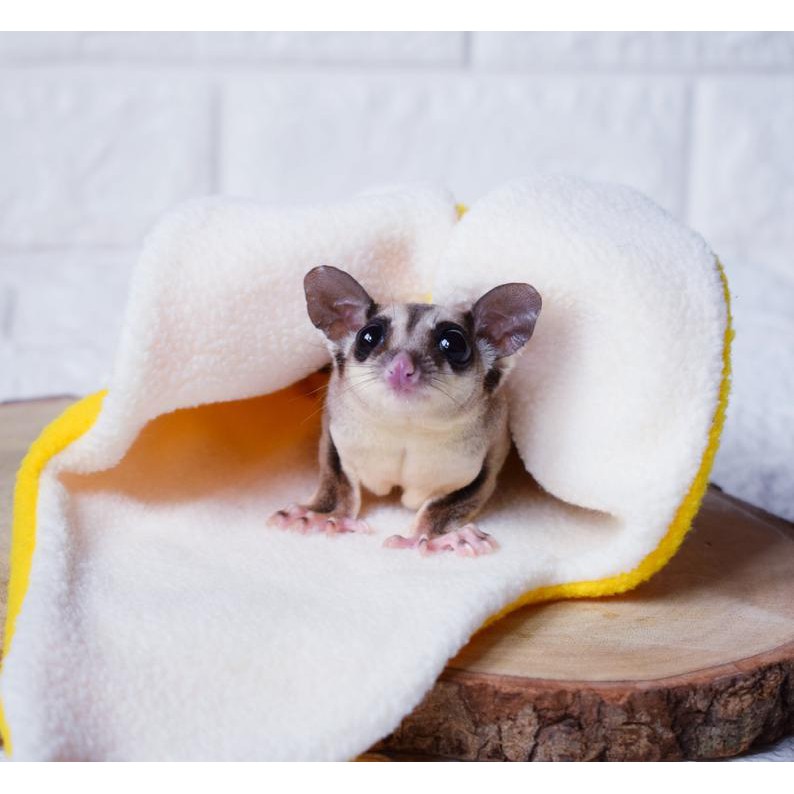 Sugar glider banana new arrivals