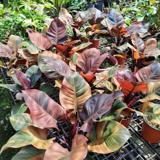 Black Queen Cardinal Variegated Philodendron Rare Plants Cuttings seeds