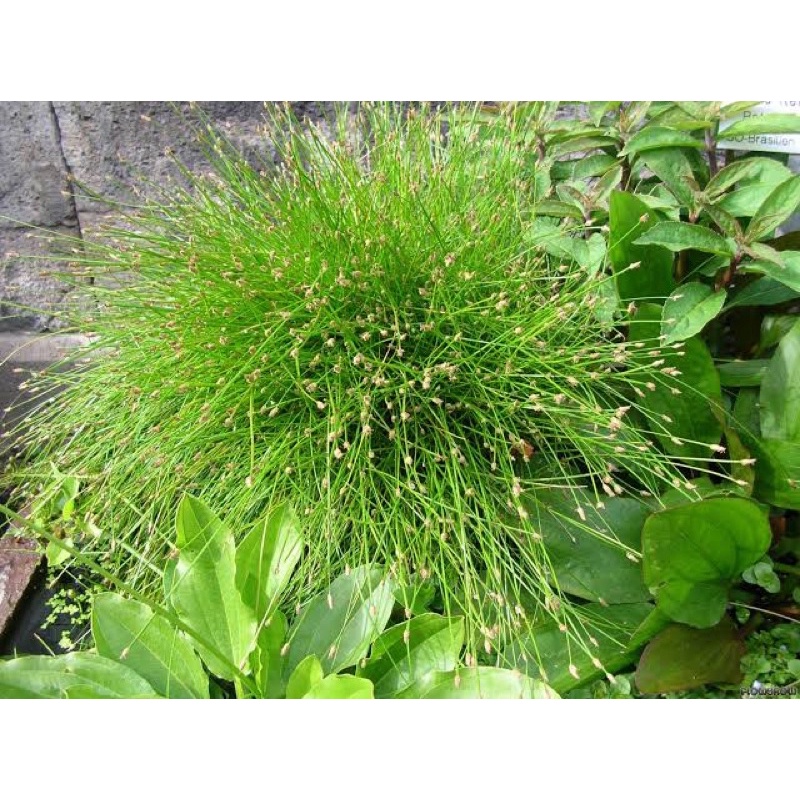 eleocharis vivipara (giant hairgrass) 15 roots (lowtech aquatic plant ...