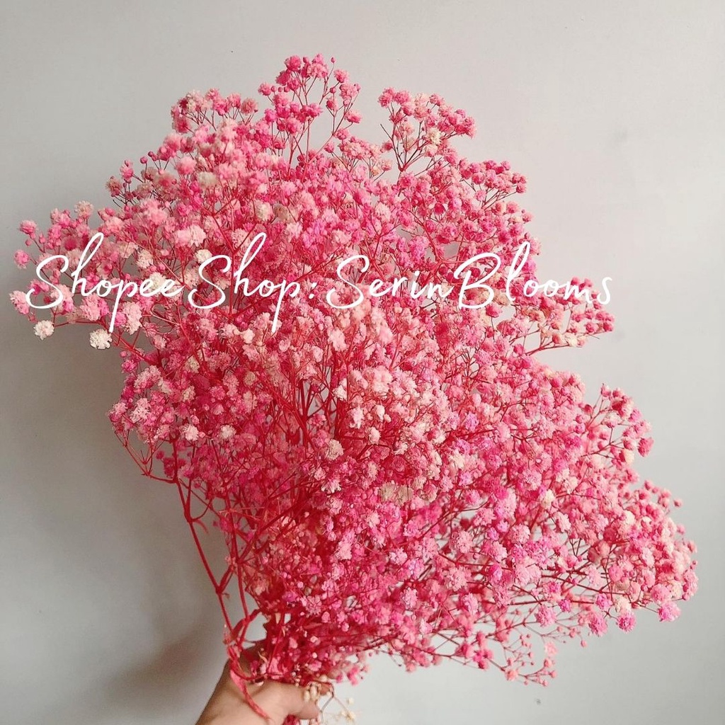 Preserved/Dried Gypsophila (baby's breath) sold per 2-3stems | Shopee ...