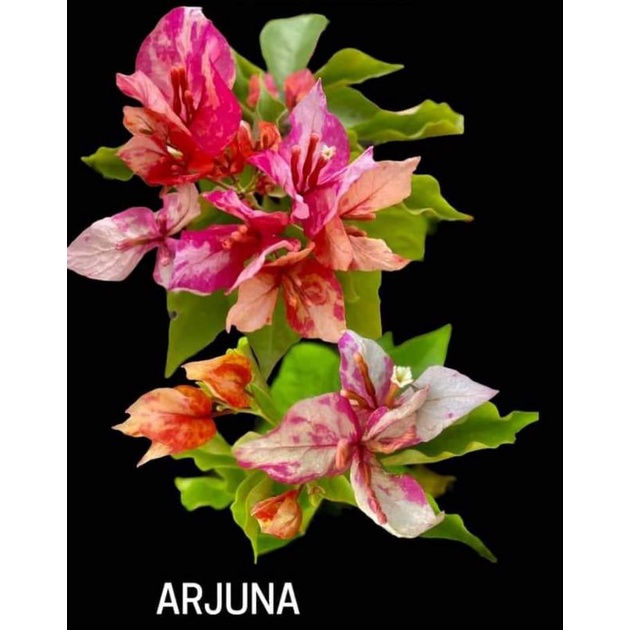 SALE!! RARE BOUGAINVILLEA CUTTINGS Shopee Philippines
