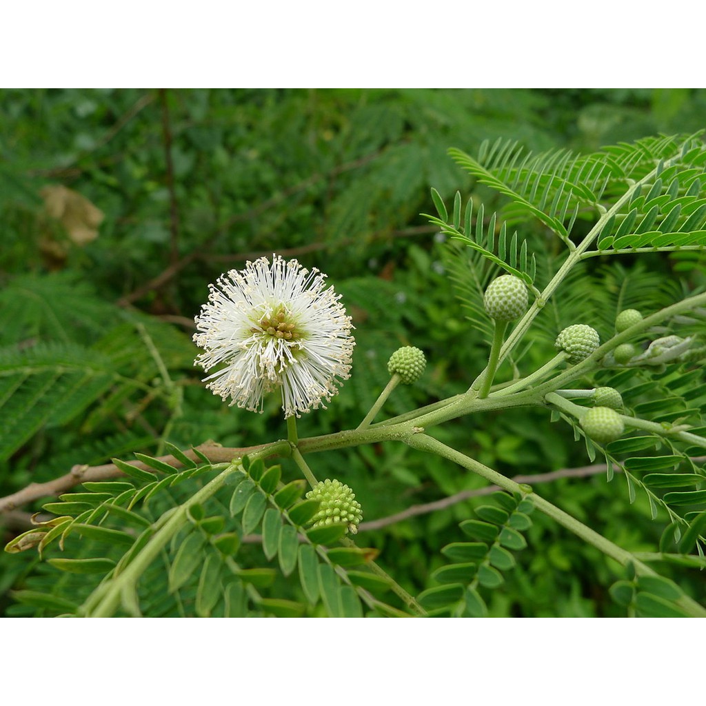 Ipil Ipil Seeds ( approx 50 seeds ) Leucaena Leucocephala | Shopee ...