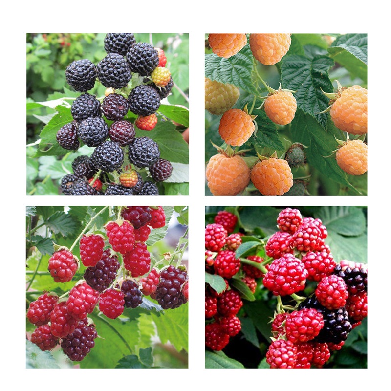 Magcial 1000pcs Raspberry Seeds Fruit Seeds Red Yellow Black Raspberry ...