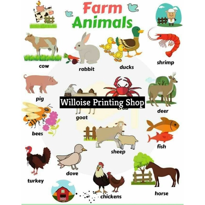 Animals Chart - Educational Laminated Chart - A4 Size | Shopee Philippines