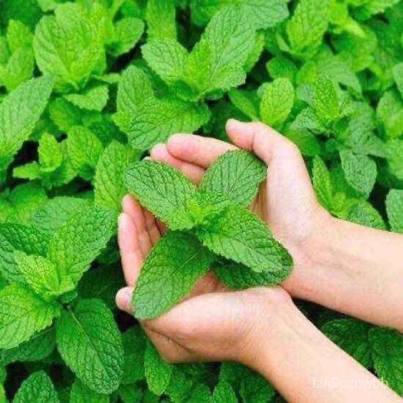 spot seeds【Ready Stock】 Biji Benih Edible Mint/Mint Kucing Seeds Edible