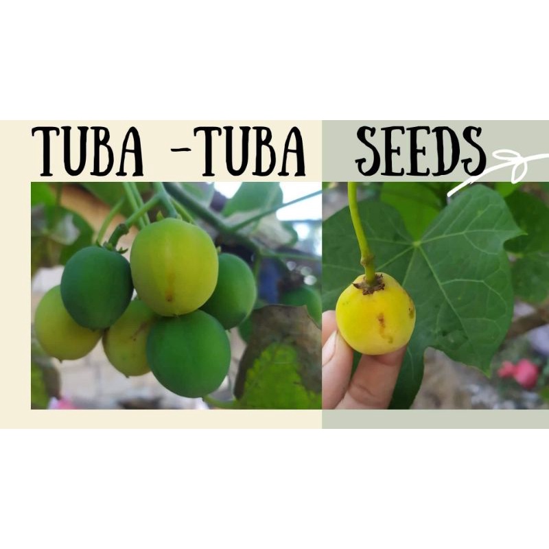 Tuba Tuba seeds Tuba Tuba Tuba Tuba seeds (COD) Shopee Philippines