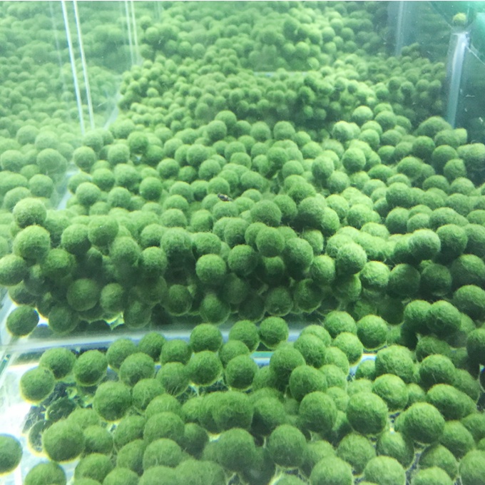 Marimo happy algae for you to release aquariums to decorate your desk ...