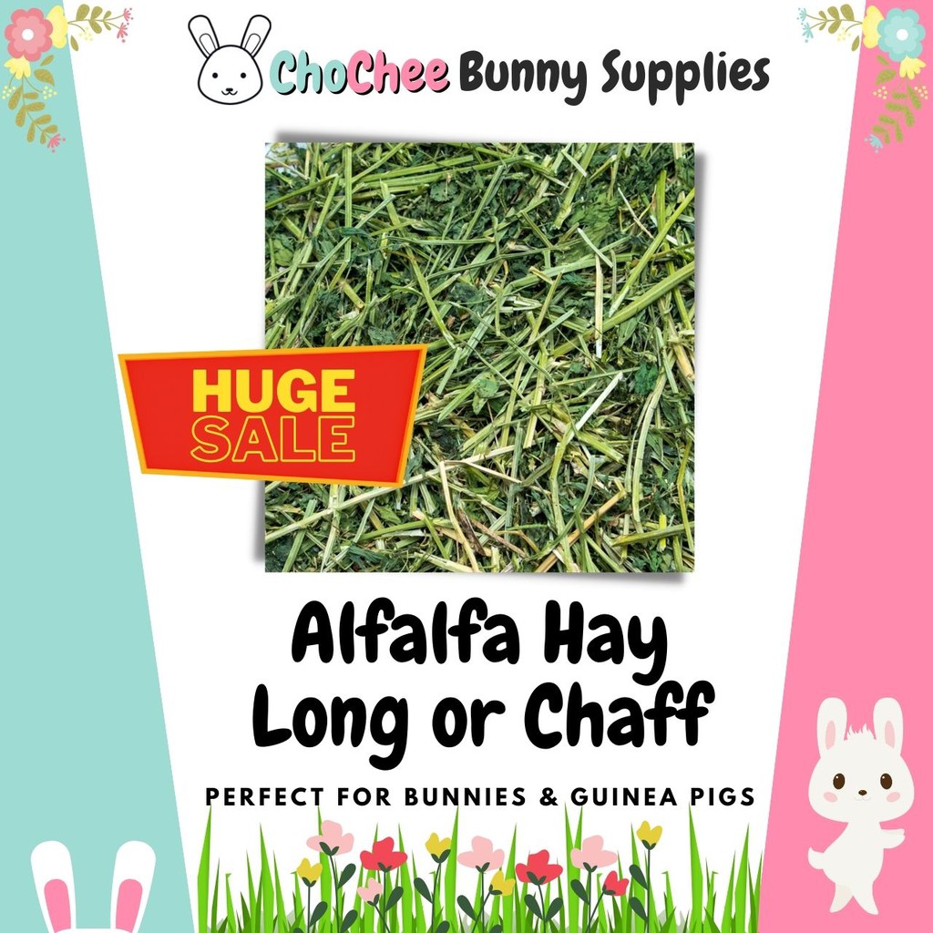 Alfalfa best sale for bunnies