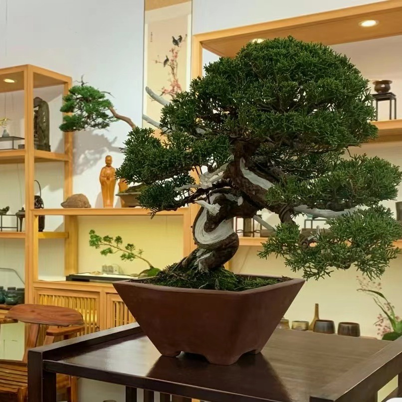 bonsai plants online AVERGO Bonsai Tree Kit Deluxe - 5X Unique Japanese Bonzai Trees main image 1