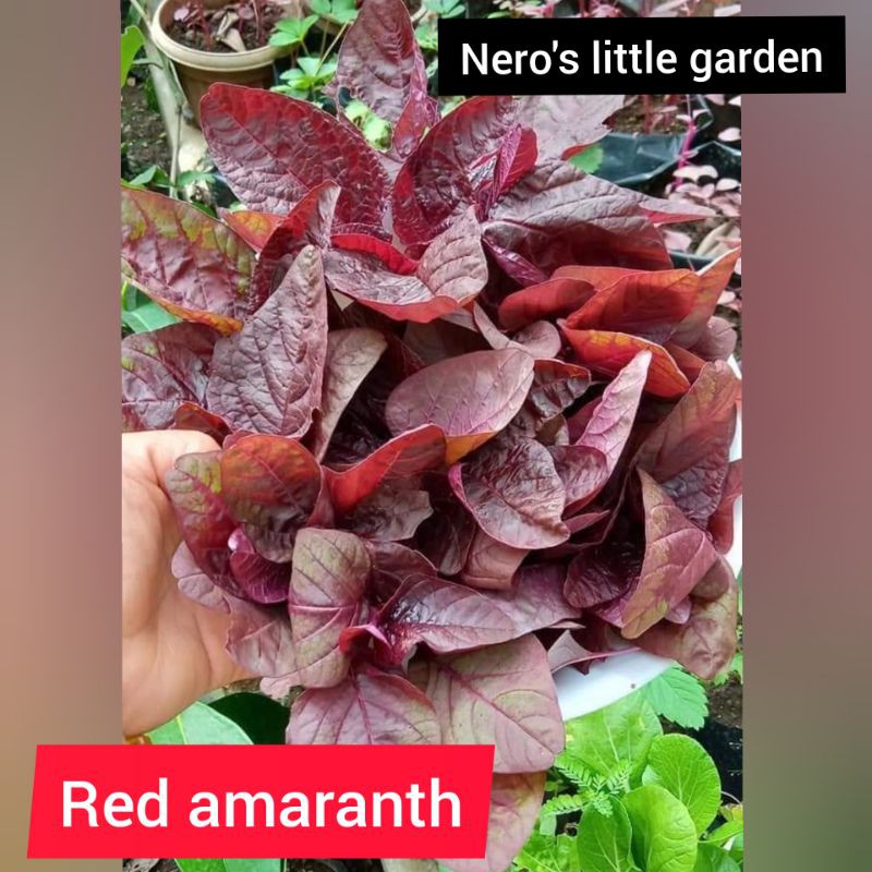 red amaranth seed pack ( 150 seeds ) Shopee Philippines