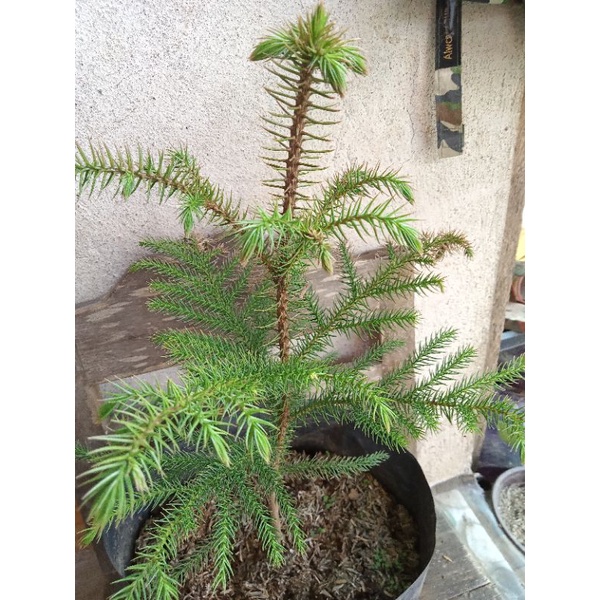 Live Alocaria Pine Tree Available Outdoor | Shopee Philippines