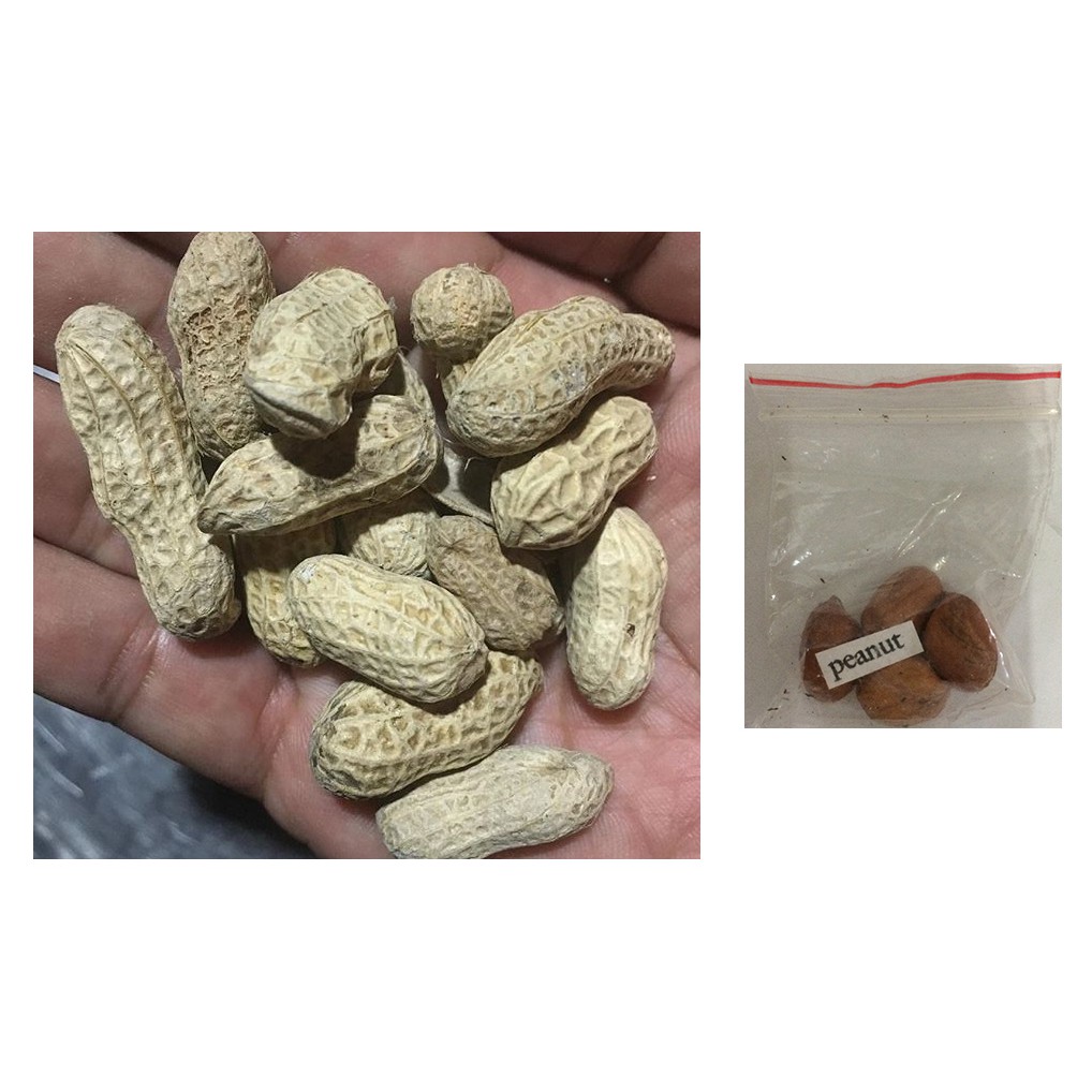 peanut legumes nut nuts legume plant seeds Shopee Philippines