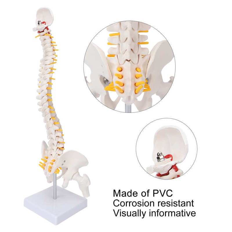 45cm Flexible Human Spinal Column Vertebral Lumbar Curve Anatomical