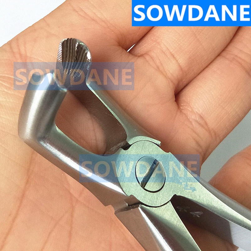 Dental Lower Mandibular Molars Wisdom teeth extraction forcep Saw tooth