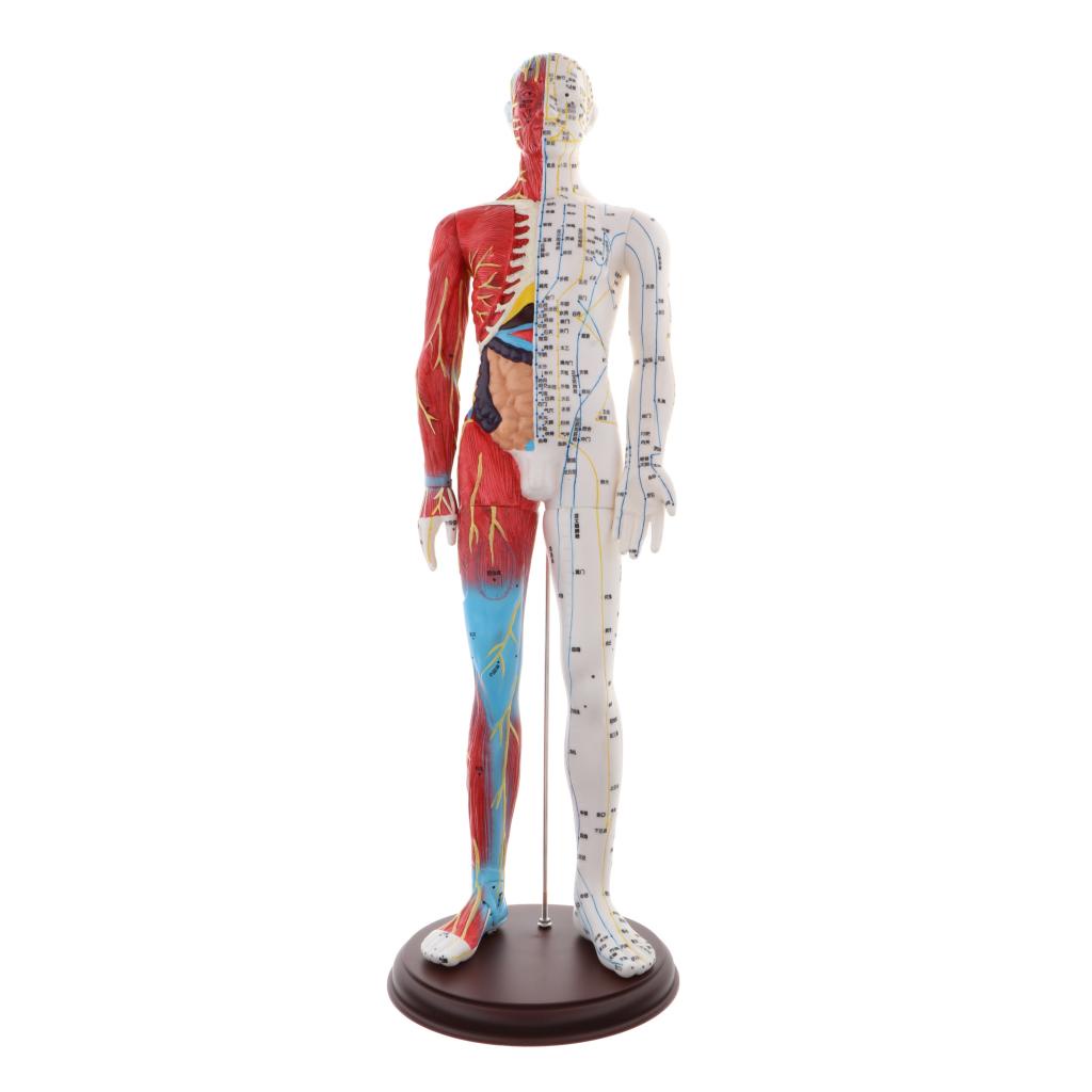 60cm Human Anatomical Anatomy Head Skeleton Figure Statue Body Model