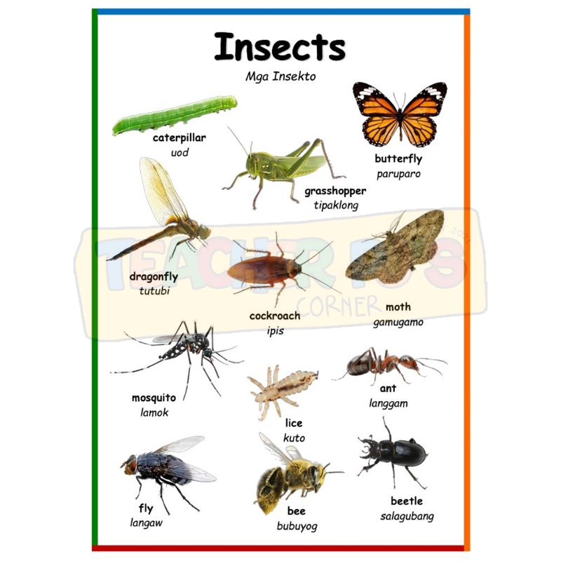 Insects A4 Size Thick Laminated Educational Wall Chart for Kids ...