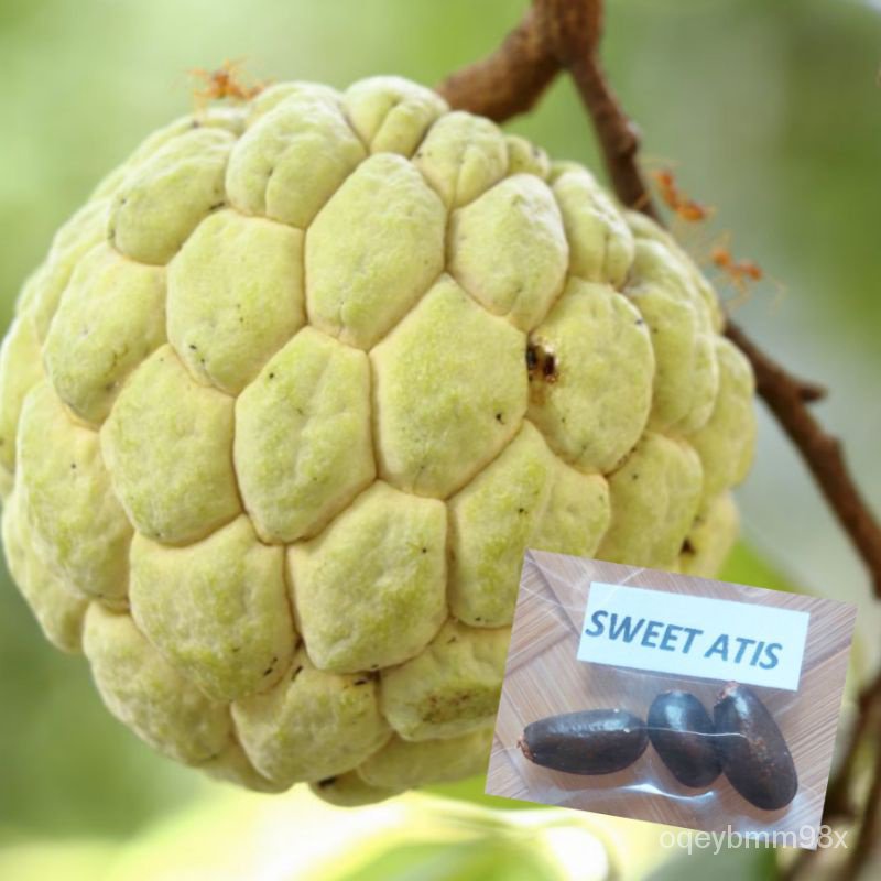 Plantable/Atis/Sugar Apple Seed Planting (5Granule/Bag) 6X29 | Shopee ...