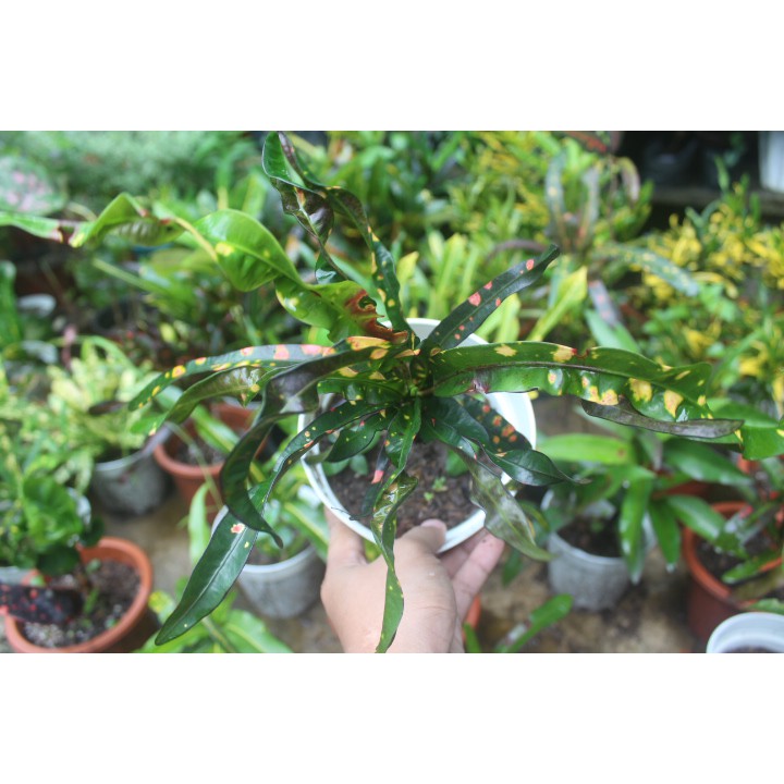 King of Siam Croton ( Codiaeum variegatum 'King of Siam' ) Shopee