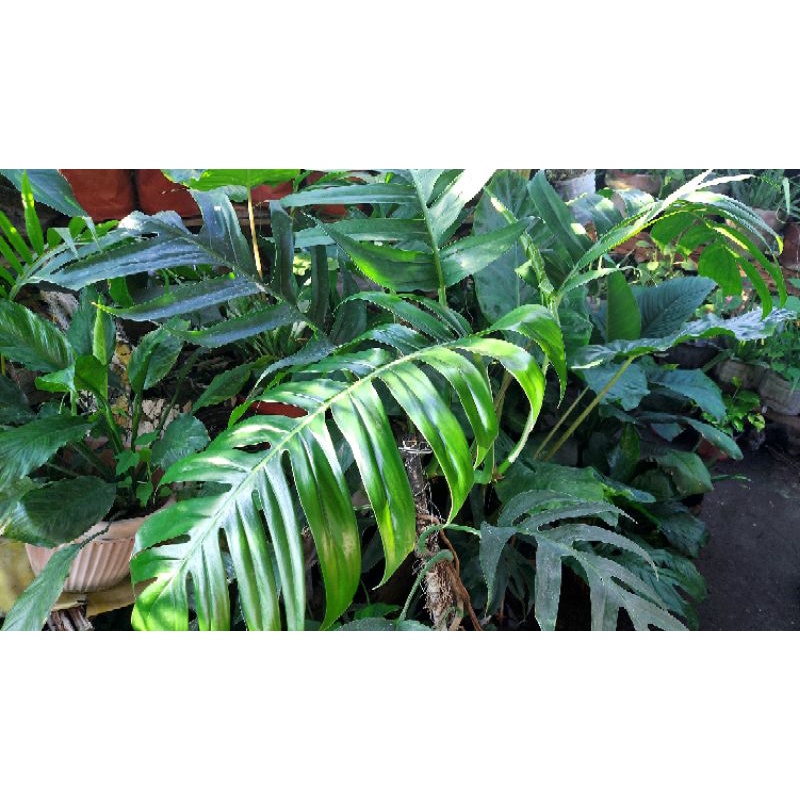 MONSTERA DRAGON TAIL MOTHER PL@NT with soil || Split-Leaf Philodendron |  Shopee Philippines