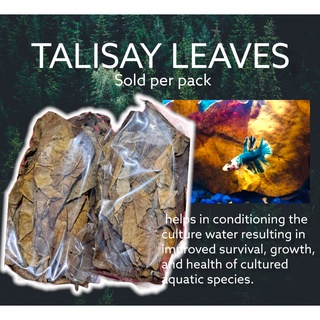 Talisay dried leaves