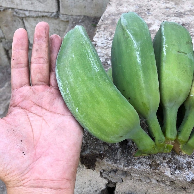 Shop saging for Sale on Shopee Philippines