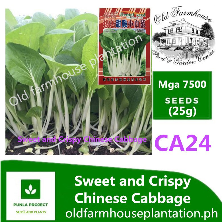 Chinese Cabbage Seeds Sweet And Crispy Chinese Bok Choy Pak Choi Cabbage Seeds Chinkang Dwarf