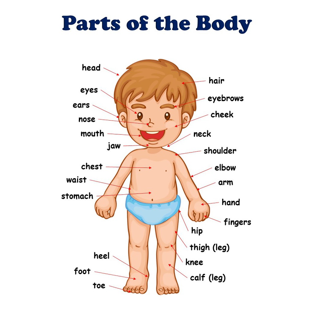 Educational Chart, BODY PARTS A4 Laminated | Shopee Philippines