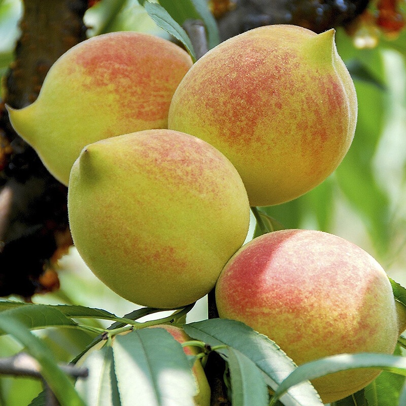 Olecranon Peach Seedlings Peach Sapling Grafted Sapling Lianping Peach Sapling Water Peach