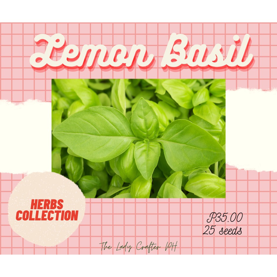 tlc.ph LEMON BASIL herb seeds Shopee Philippines