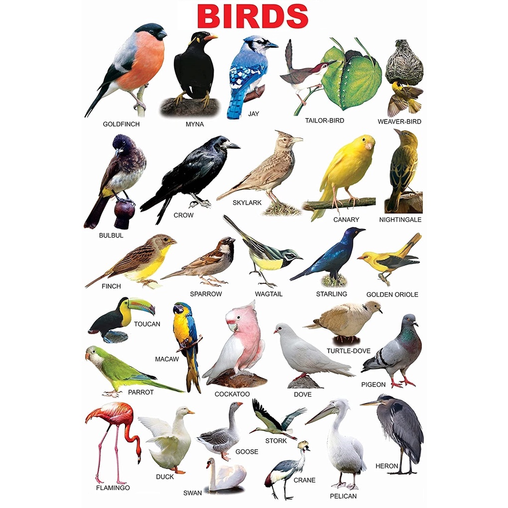 ANIMALS POSTERS, Animals Charts, Laminated Educational chart for kids ...