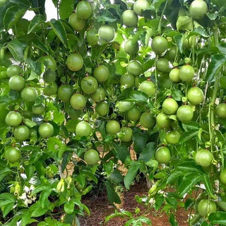 ♂passion Fruit Seedlings Golden Egg Zixiang Tainong Suitable For Potted 