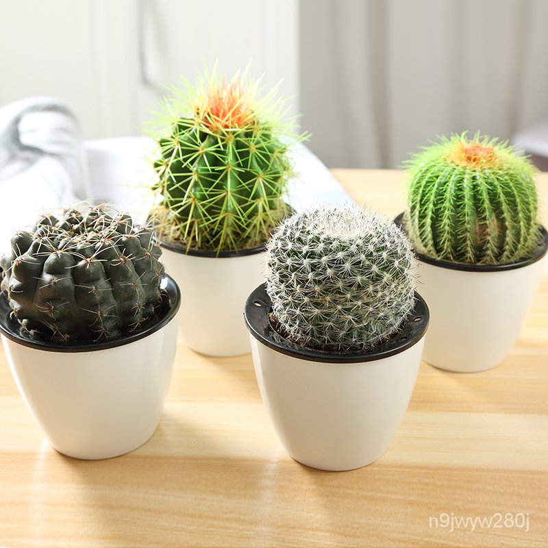 Cactus Potted Indoor Rare Succulent Plant Computer RadiationProof