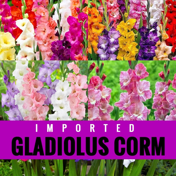 Gladioli Corm Gladiolus Corms / Gladioli Bulbs Pastel, Bright Mix